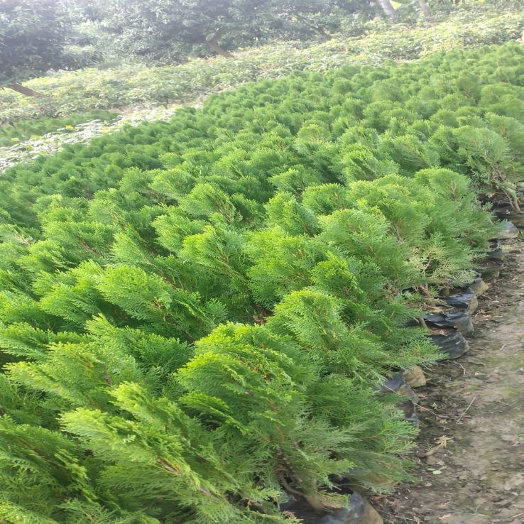 Full Sun Exposure Thuja Pine Plant