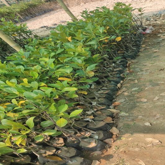 Grafted Jack Fruit Plant