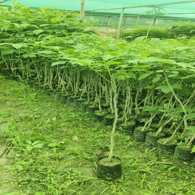 Grafted Walnut Plant