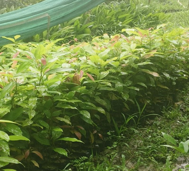 Green Cinnamon Plant