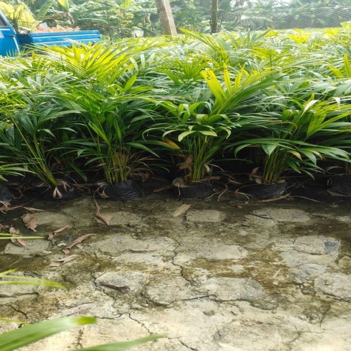 Natural Full Sun Exposure Hybrid Arecanut Plant