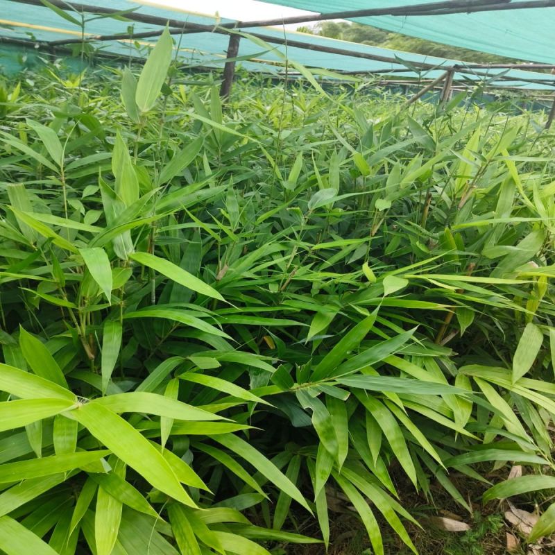 Well Watered Green Bamboo Plant