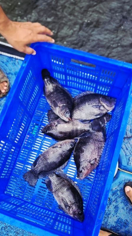 Fresh Tilapia Fish