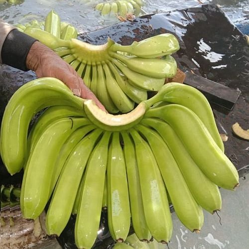 A Grade Fresh Raw Green Banana