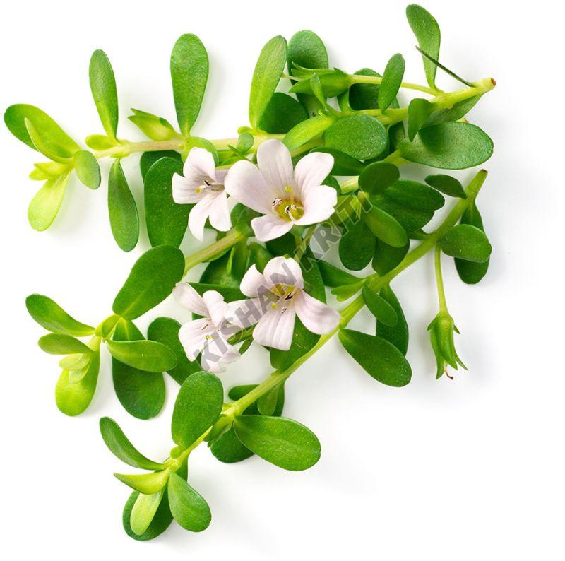 Organic Brahmi Leaves