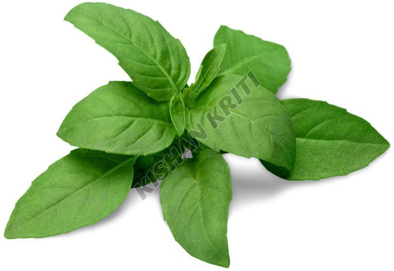 Organic Holy Basil Leaves