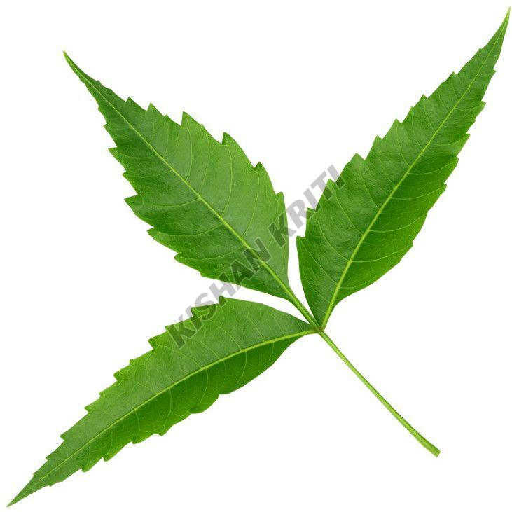 Organic Neem Leaves
