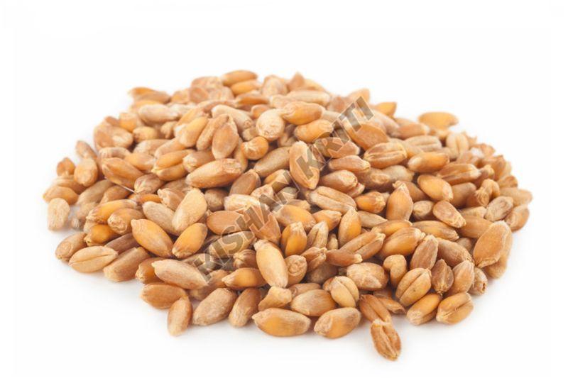 Organic Wheat Grains