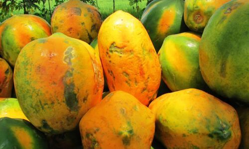 fresh papaya