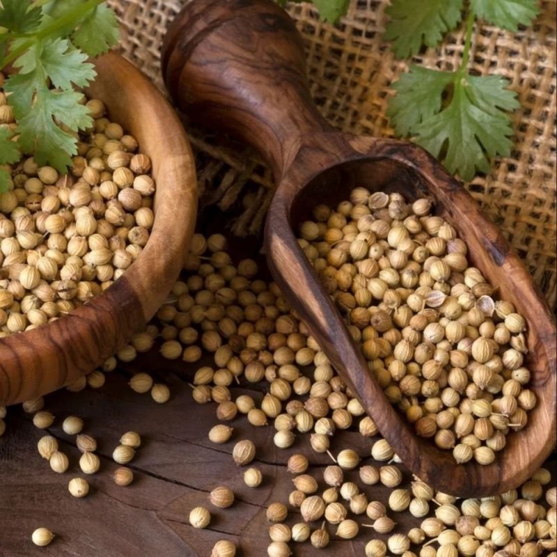Dried Coriander Seeds