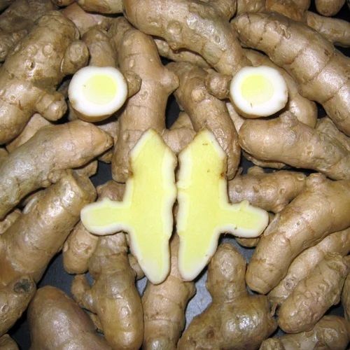 White Turmeric Finger