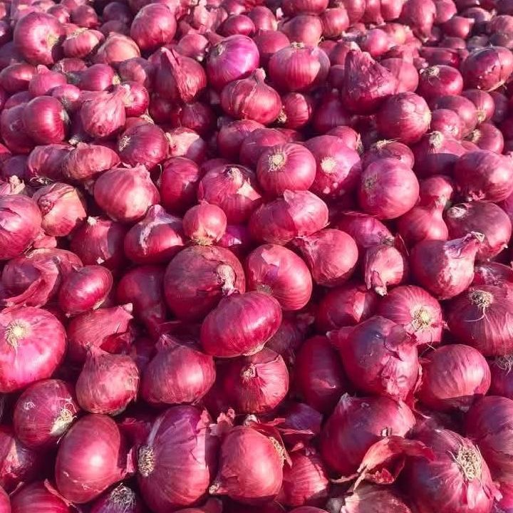 Nashik Red Onion