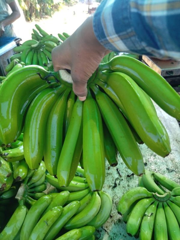 Fresh G9 Green Banana