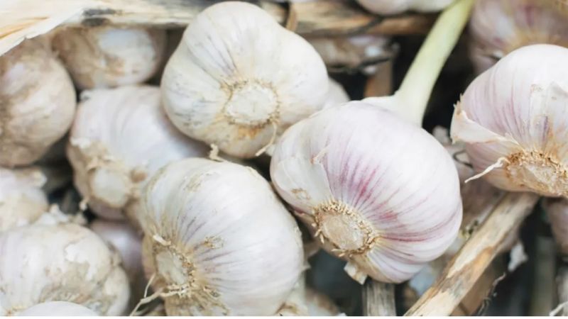 Garlic