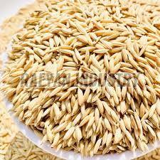 Jamuna Paddy Seeds