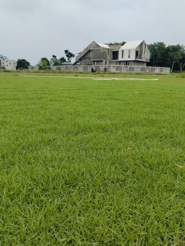 Green Lawn Grass