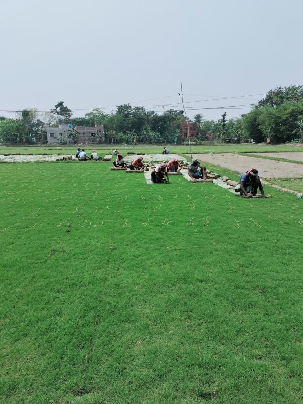 Natural Selection Number 1 Grass