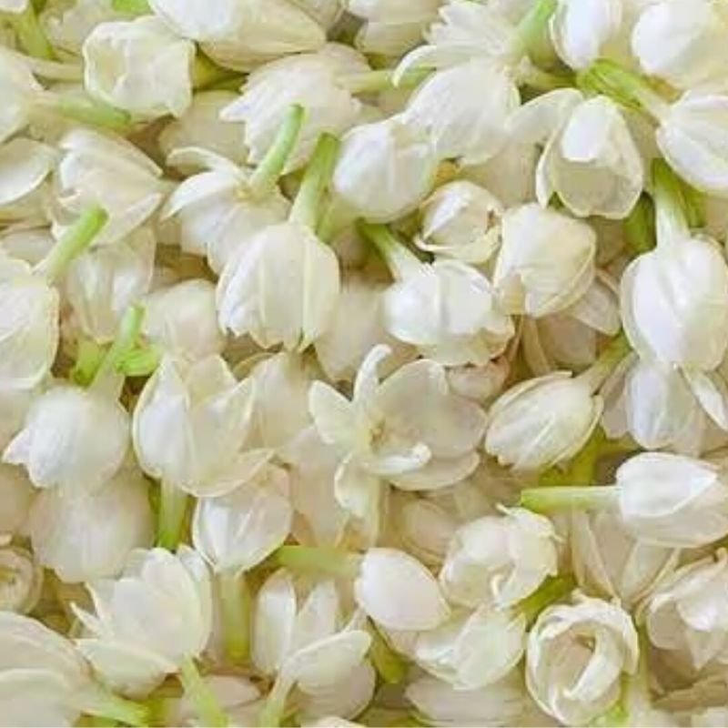 Fresh Jasmine Flower