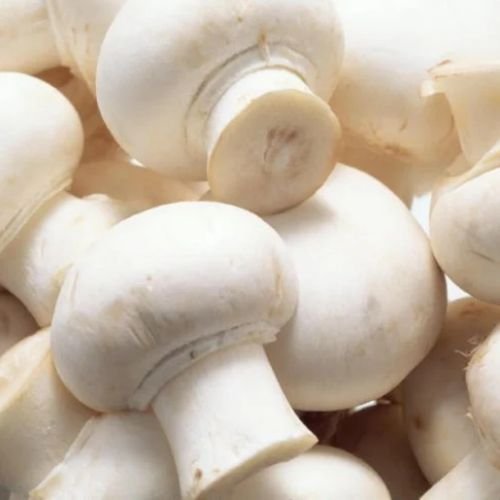 Fresh Button Mushroom