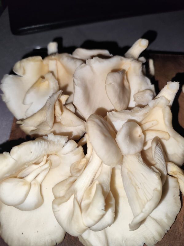 Fresh Oyster Mushroom
