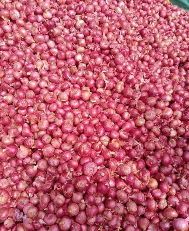 Fresh Red Onion
