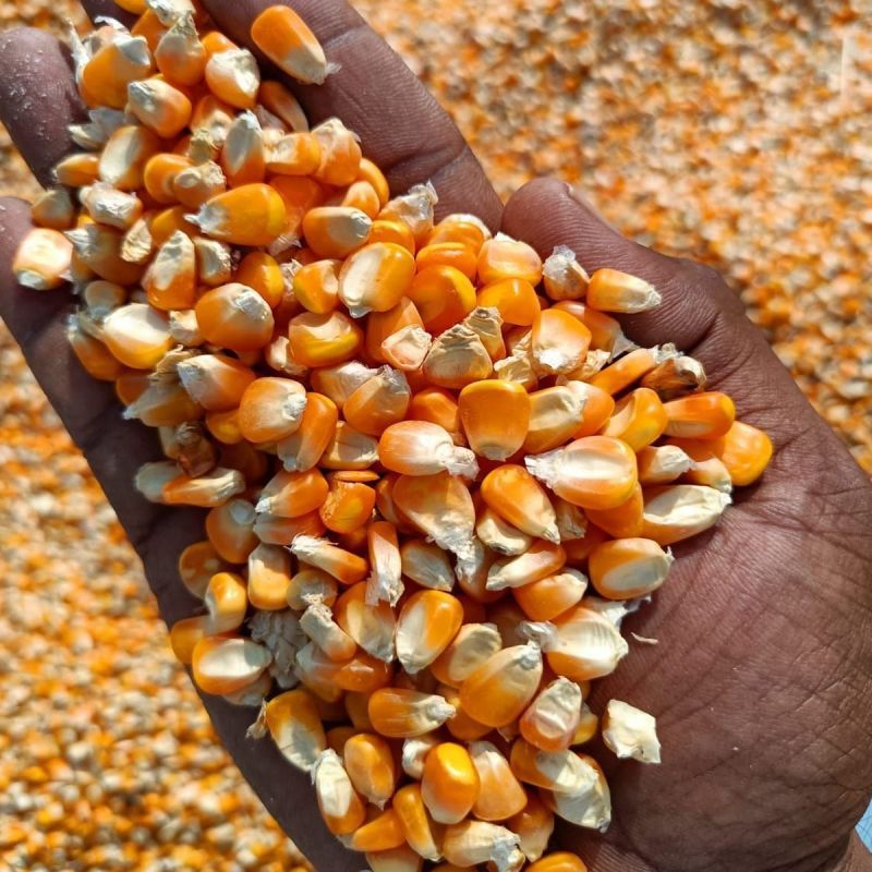 Animal Feed Yellow Maize