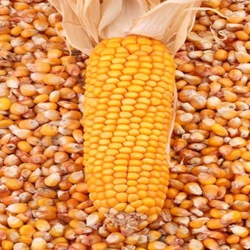Dried Yellow Maize
