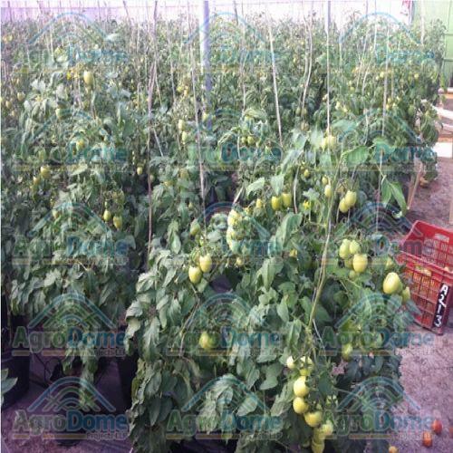Shade Net House for Tomatoes