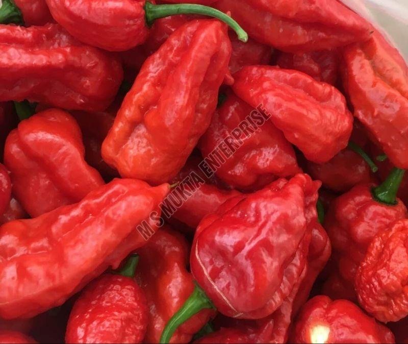 Bhut Jolokia Fresh Chilli