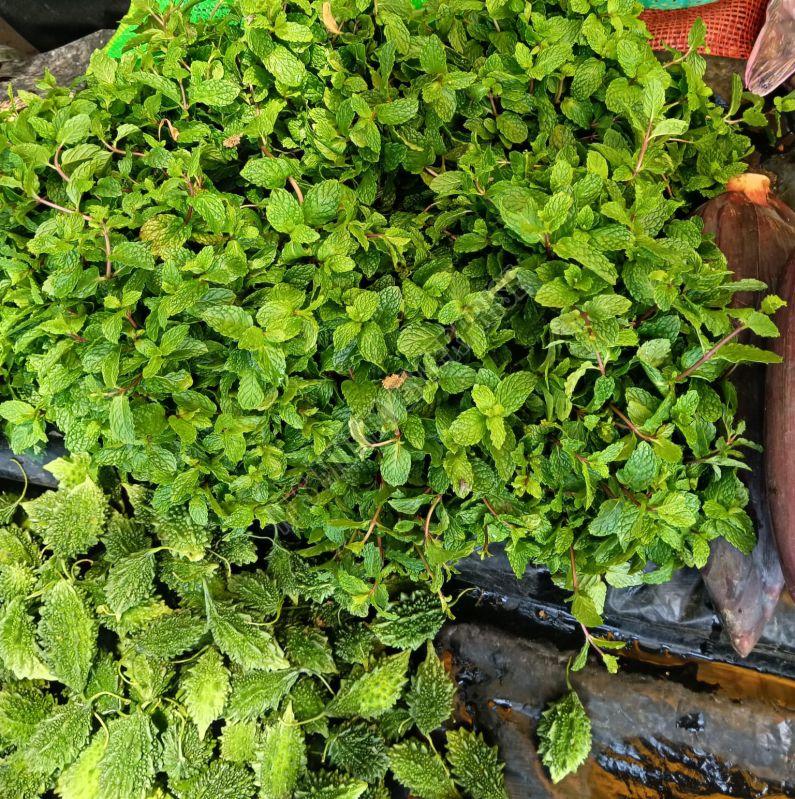 Green Fresh Mint Leaves