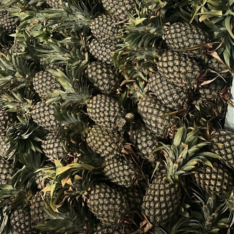 Fresh Pineapples