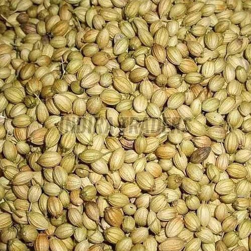 Coriander Seeds