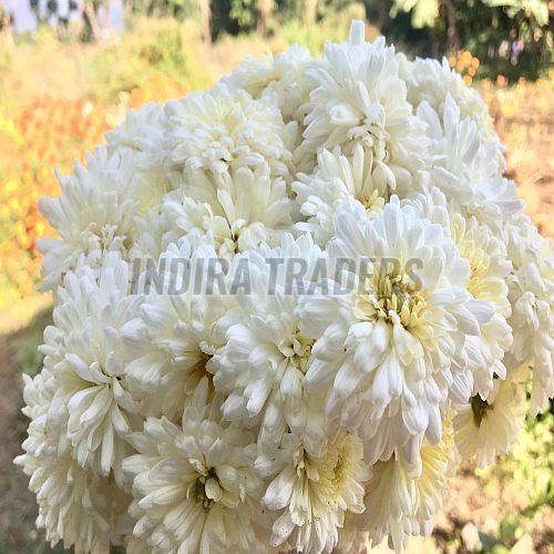 Fresh White Samanthi Flower