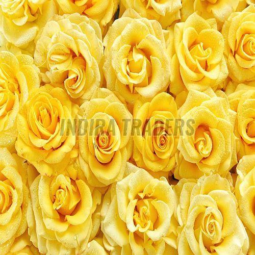 Fresh Yellow Rose Flower