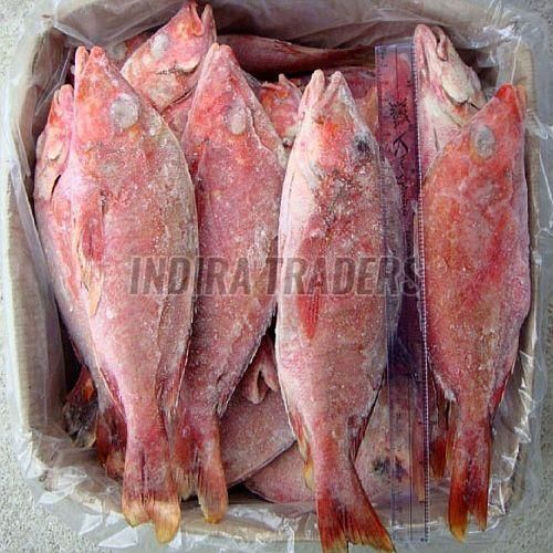 Frozen Red Snapper Fish