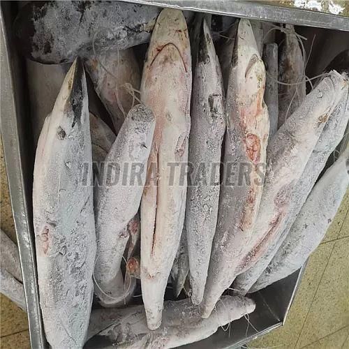 Frozen Sail Fish