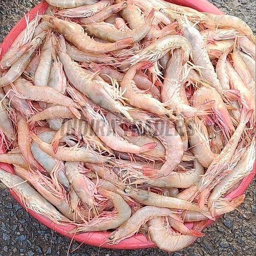Frozen Shrimp