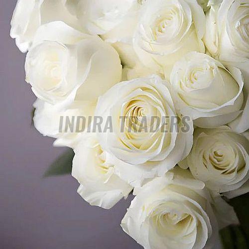 White Fresh Rose Flower