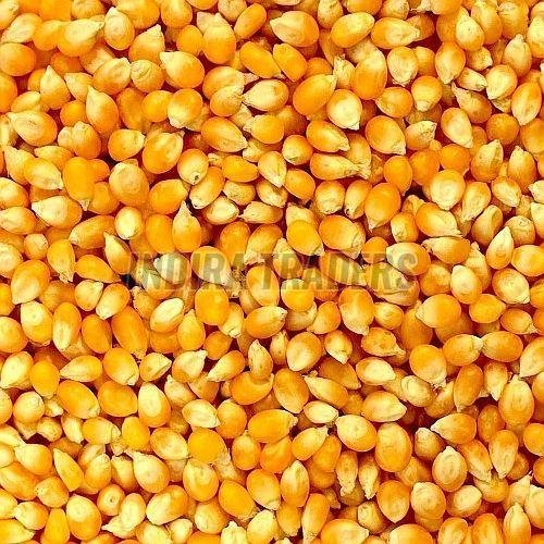 Yellow Corn Seeds