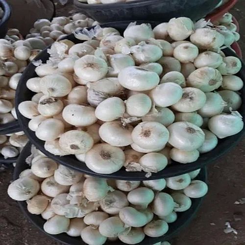 A Grade Fresh White Onion