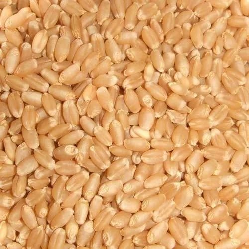 Sharbati Wheat Grain