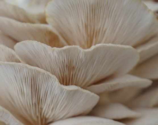 A Grade Oyster Mushroom