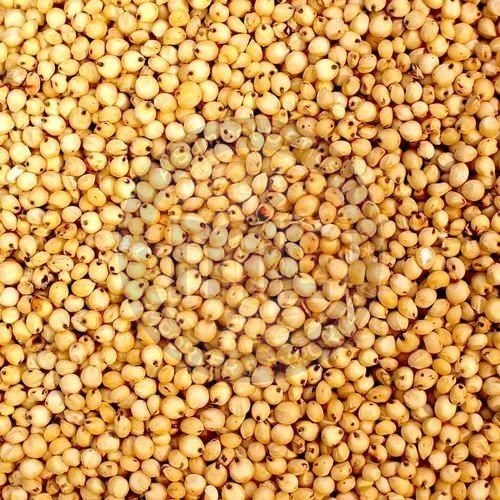 Barnyard Millet Seeds