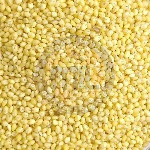 Proso Millet Seeds