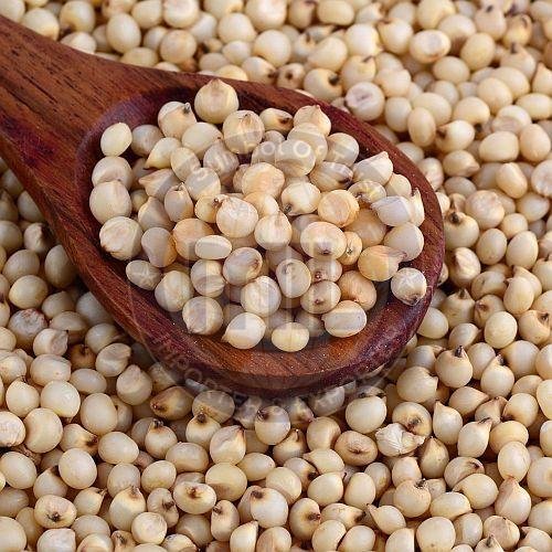 Sorghum Millet Seeds