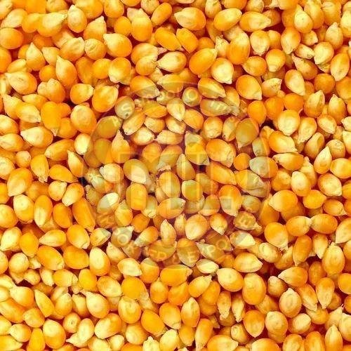 Yellow Corn Seeds