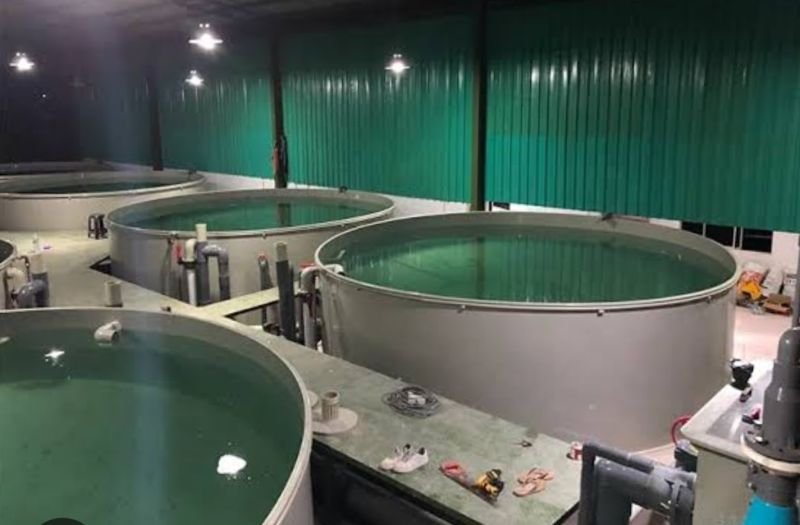 RAS Recirculating Aquaculture System