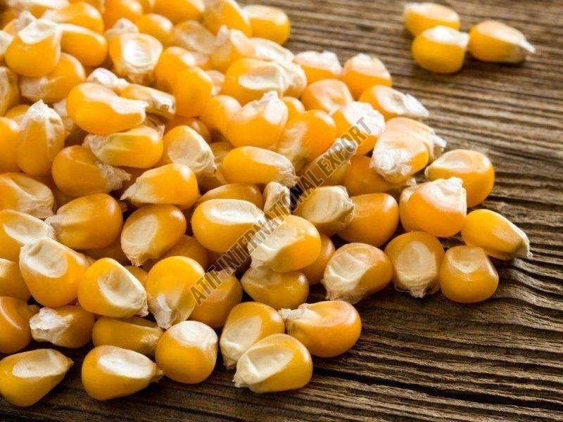 A Grade Yellow Maize