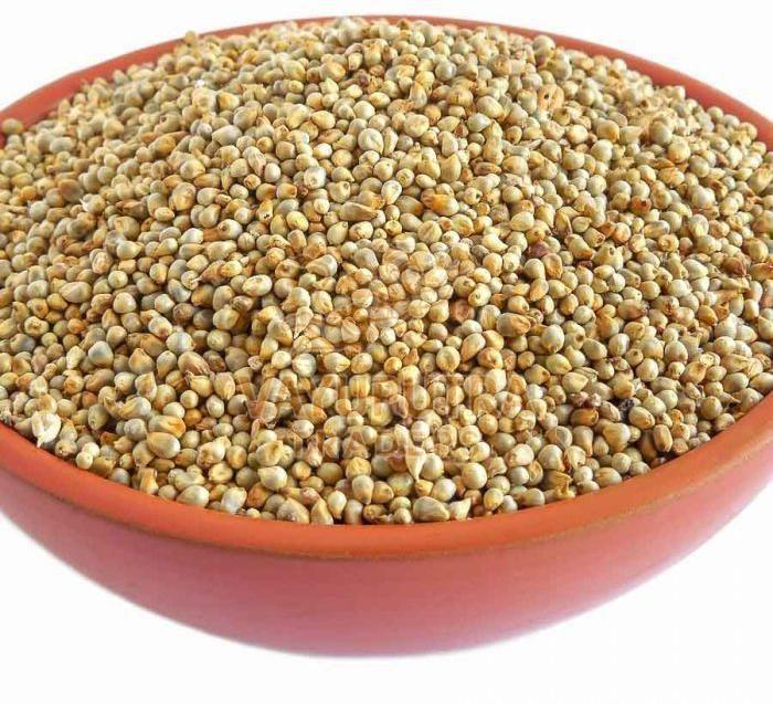 Pearl Millet Seeds