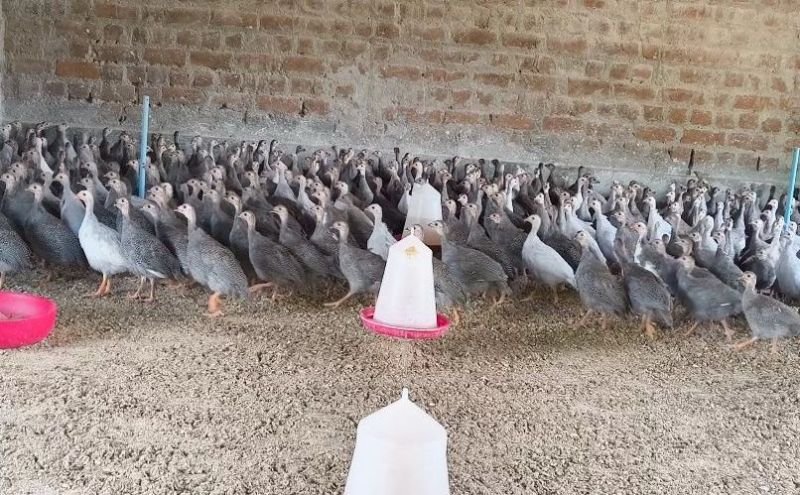 1 Month Guinea Fowls Chicks